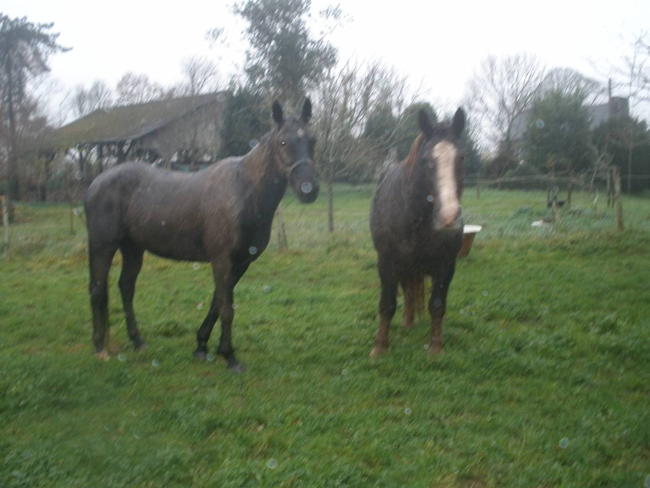 Cheval monté / attelé