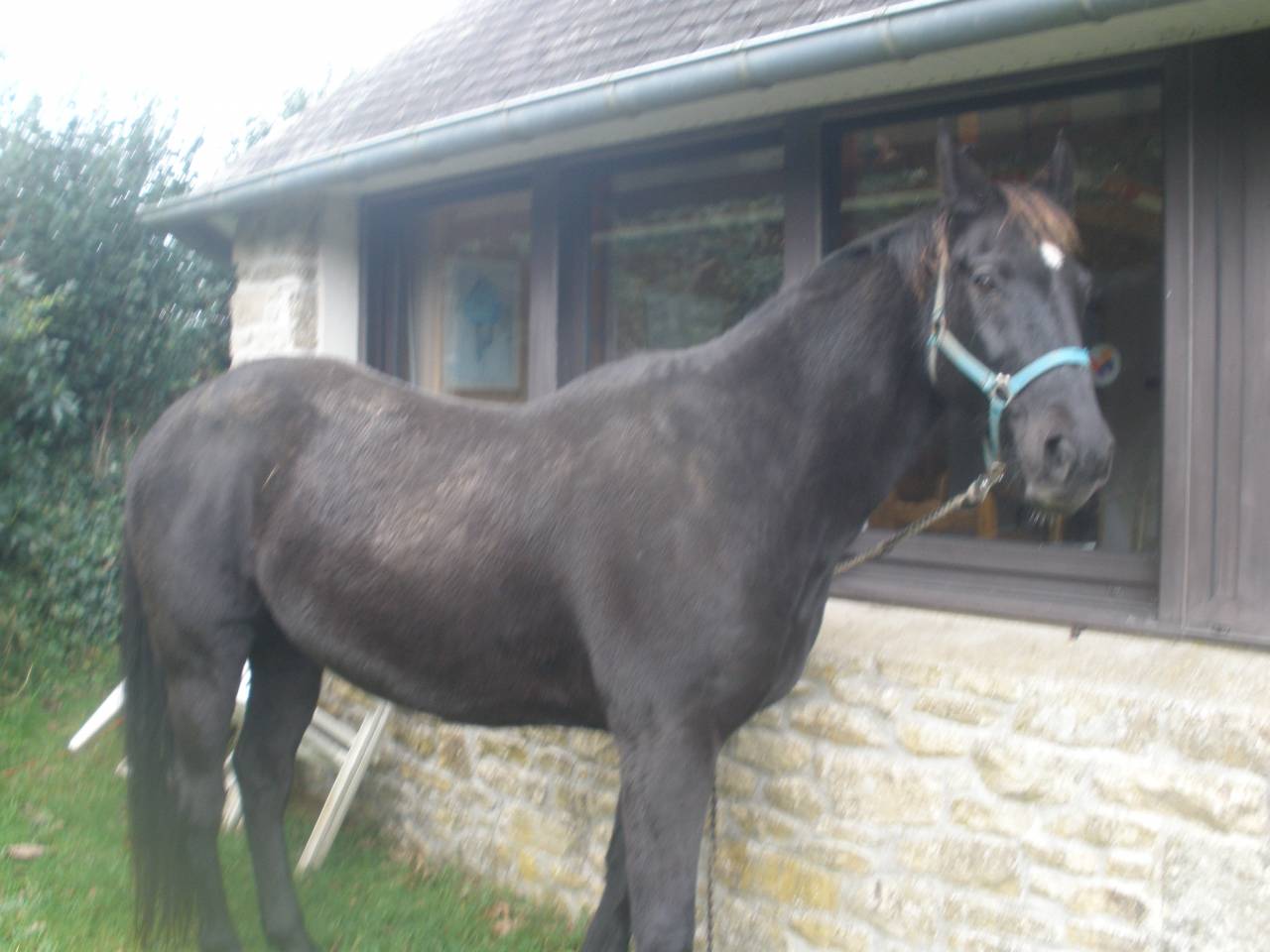 Cheval monté / attelé