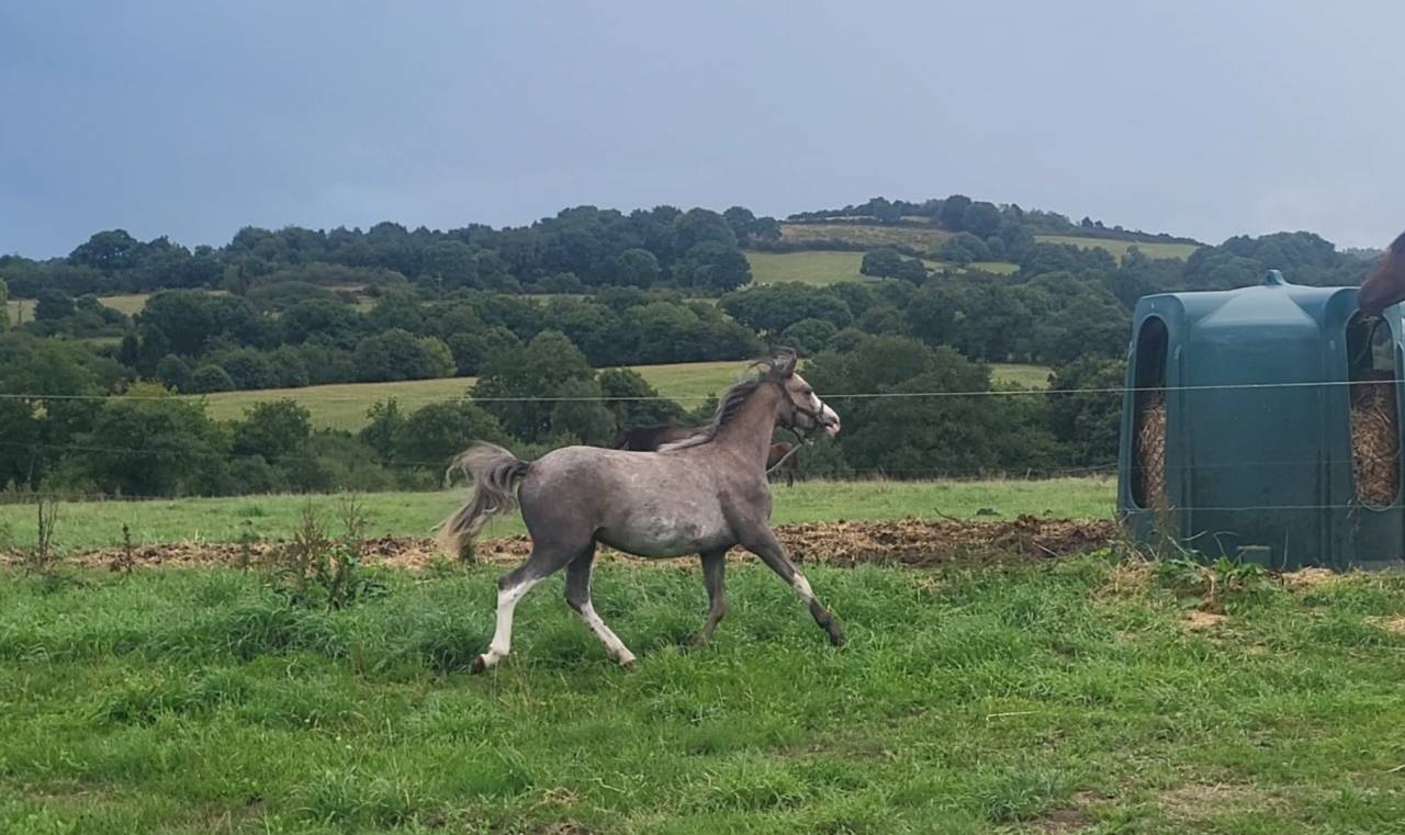 Mâle Welsh Pony 1 an 