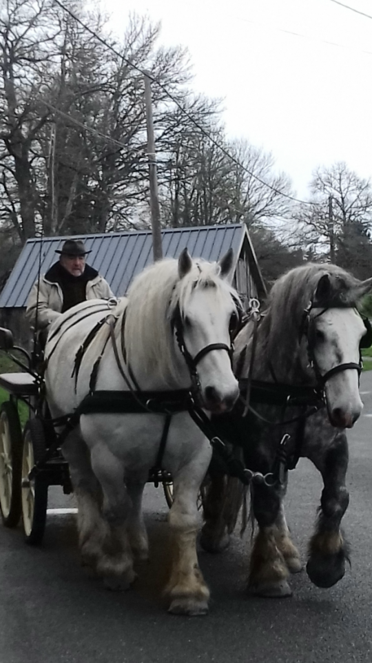 vends  2 chevaux percherons dressés en attelés en paire