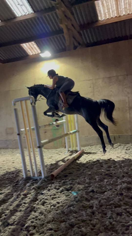 A vendre Jument de sport 