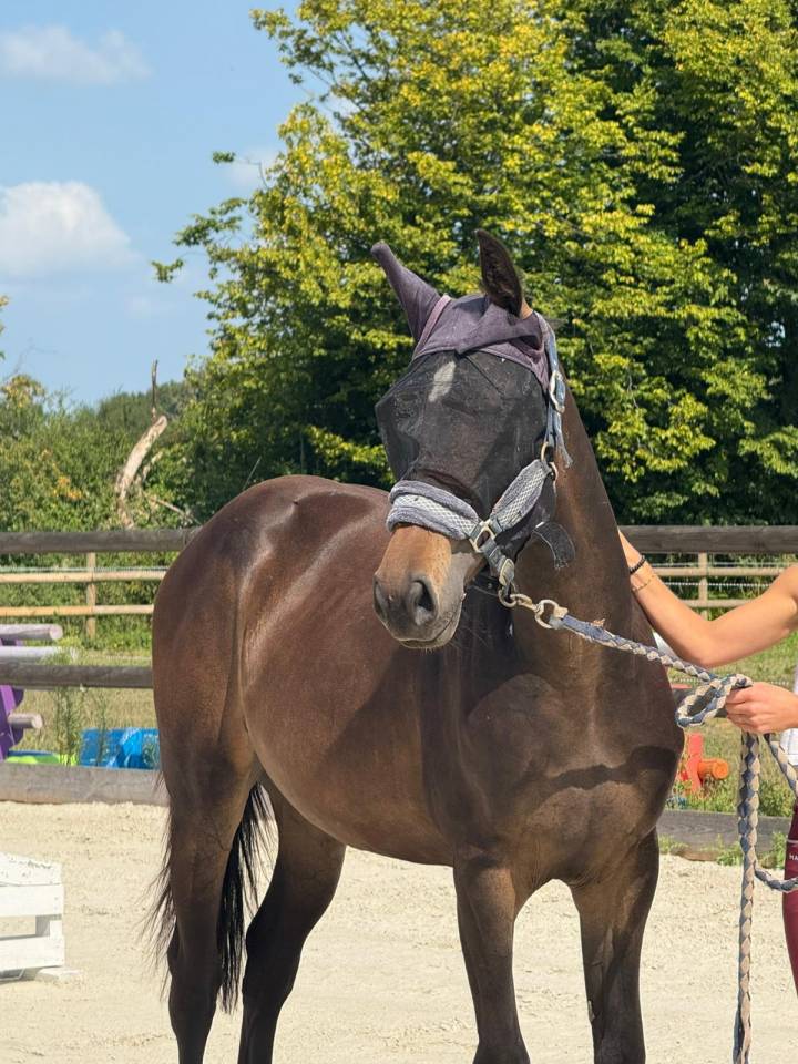 1 an fille de Best of iscla par Diamant de semilly