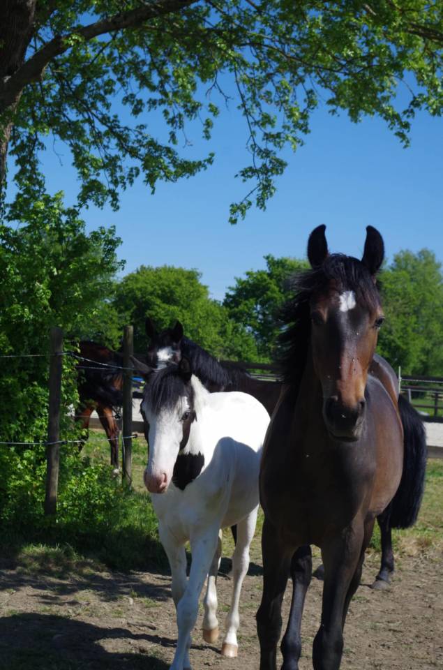1 an fille de Best of iscla par Diamant de semilly