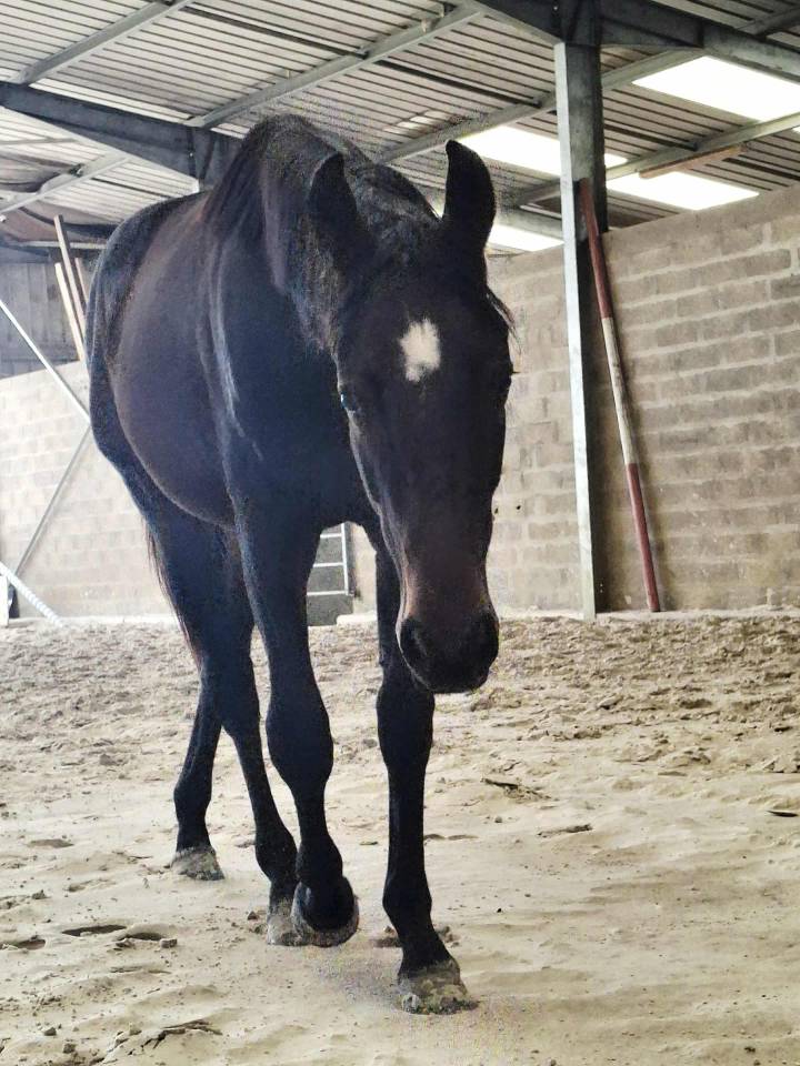 2 ans fille de Best of iscla par Diamant de semilly
