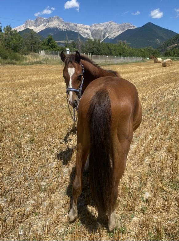 Poney welsh part bred de 2 ans 