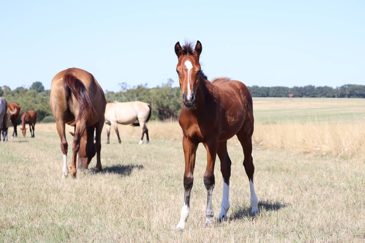 Poulain Foal SF par Consult DL Vie