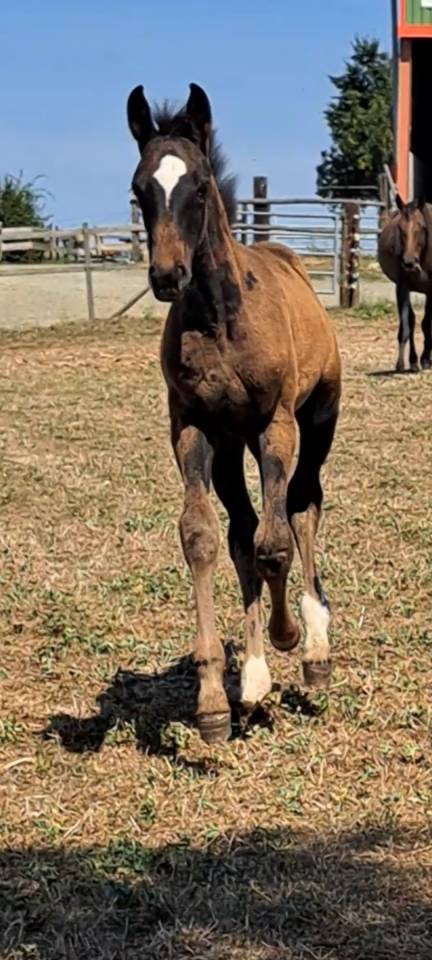 Belle Pouliche de l année 