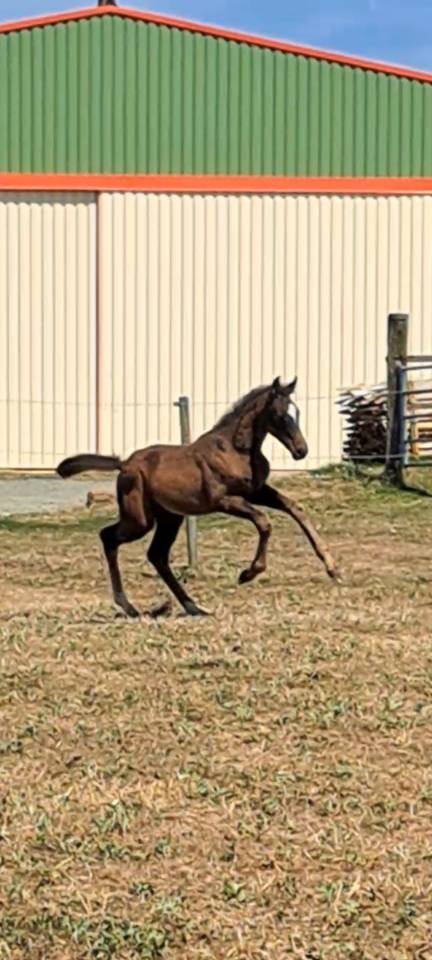 Belle Pouliche de l année 