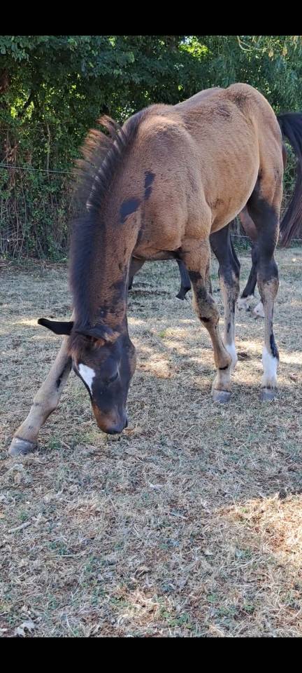 Belle Pouliche de l année 
