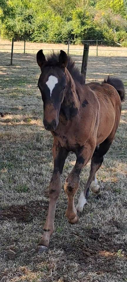 Belle Pouliche de l année 