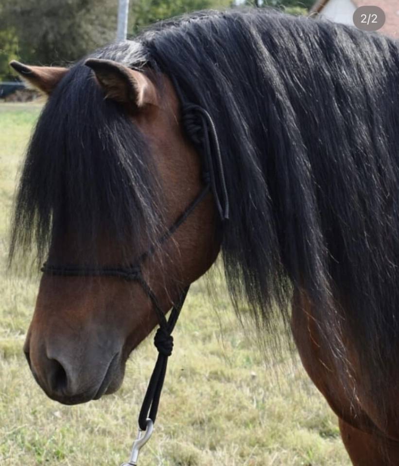 Saillie étalon poney Dartmoor