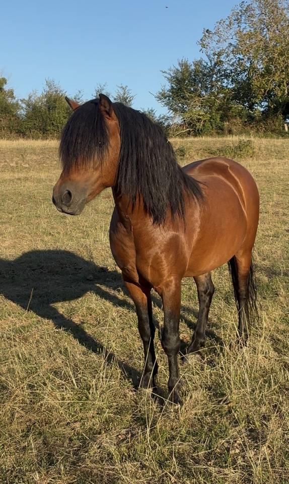 Saillie étalon poney Dartmoor