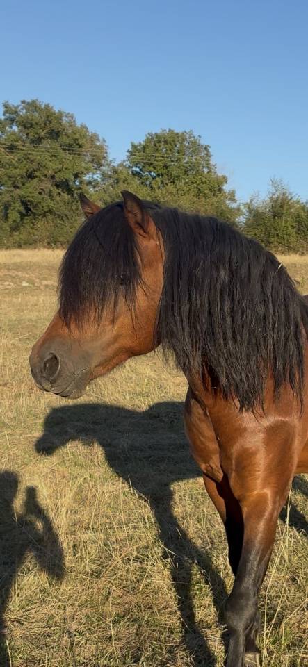Saillie étalon poney Dartmoor