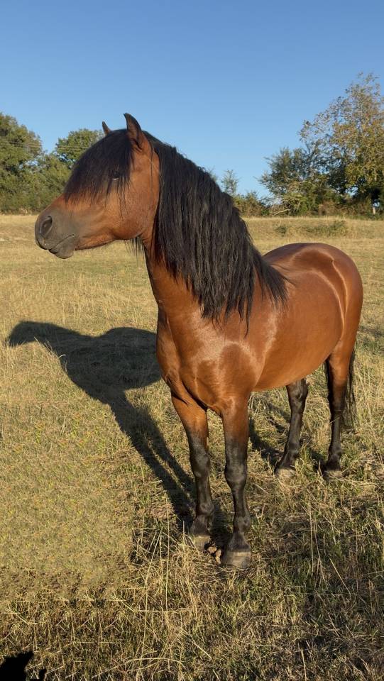 Saillie étalon poney Dartmoor