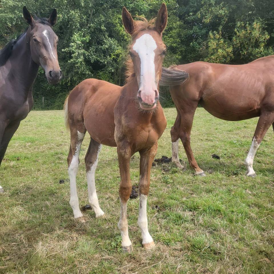 Poulain d’avenir SF par Kilimandjaro Semilly 