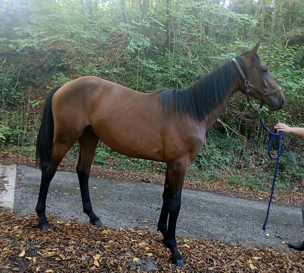 poulain mâle 1 an 