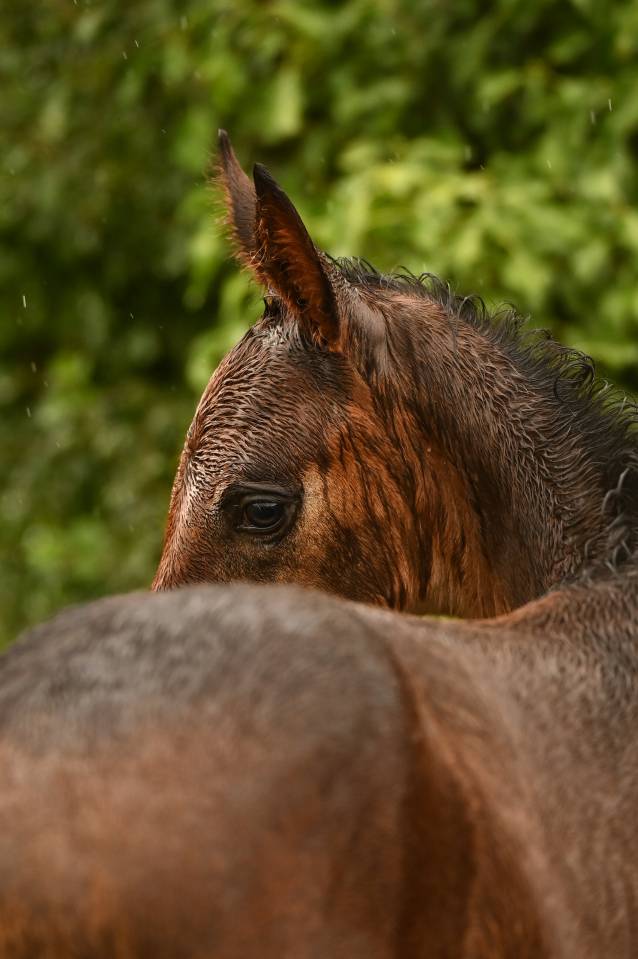Pouliche CSO