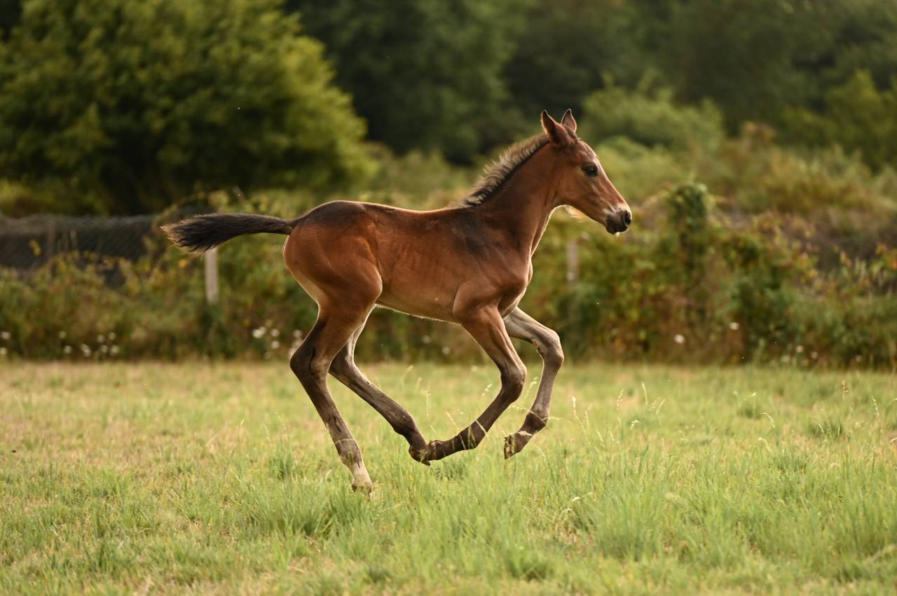 Pouliche CSO