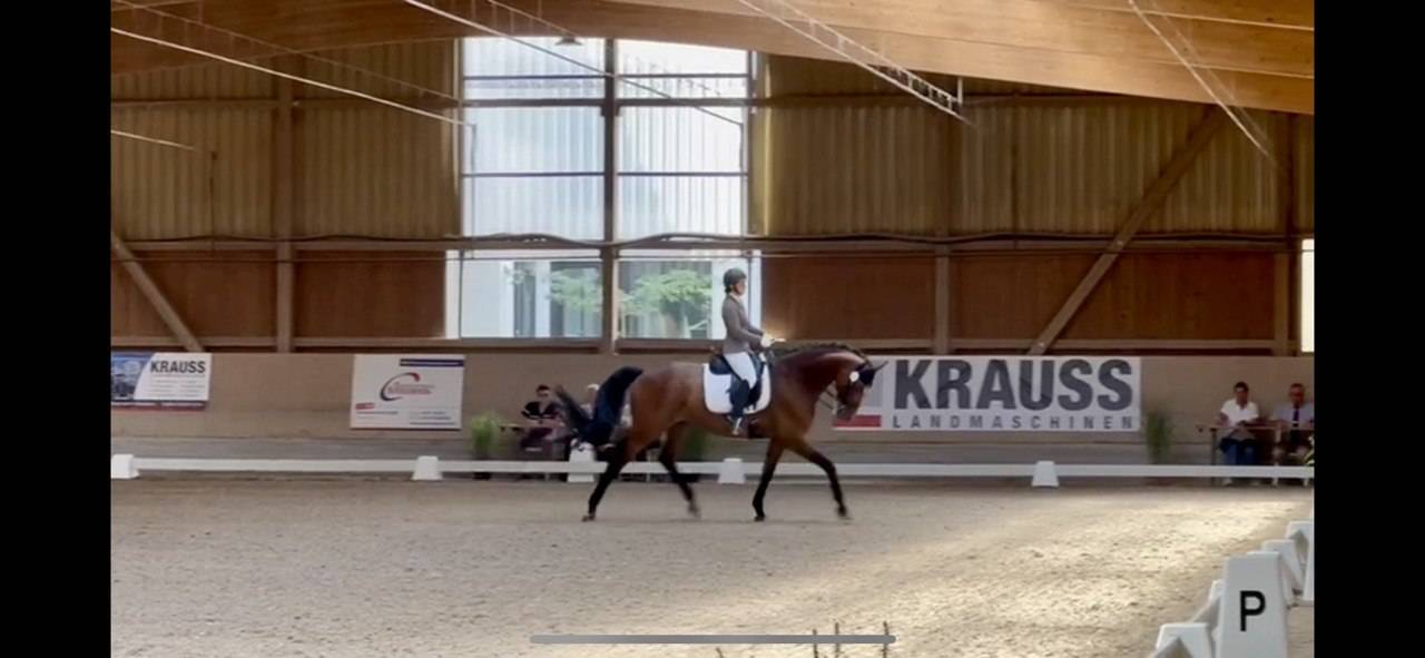 Cheval de dressage ukrainien de haute qualité à vendre 