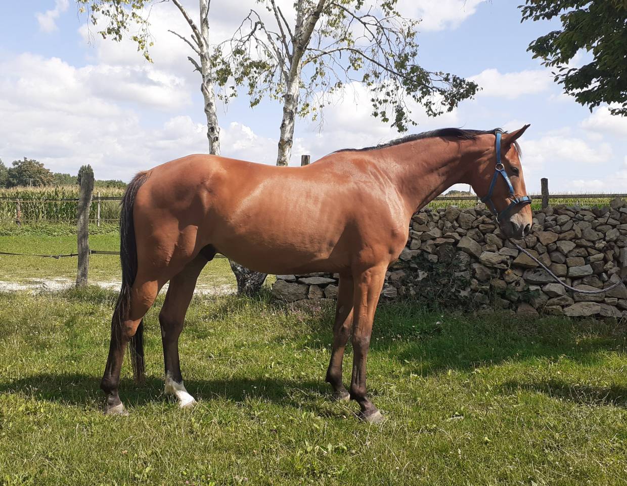 Hongre SF 4 ans 1.72m