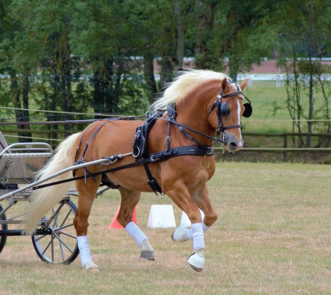 Étalon Haflinger 