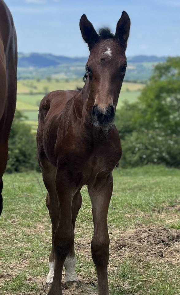 Foal mâle sf joker x Vleut x quidam 