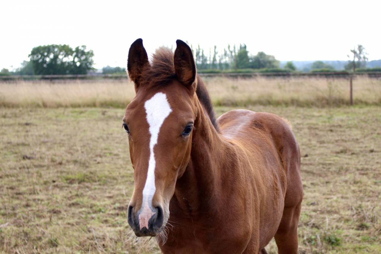 Magnifique foal male SF