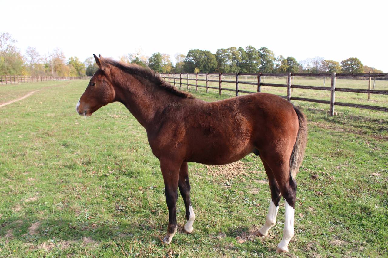 Magnifique foal male SF