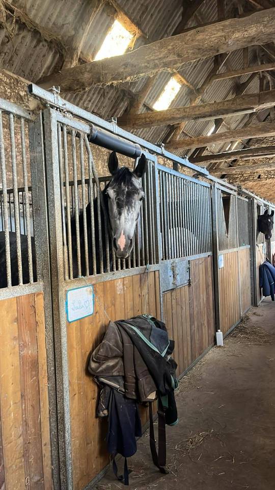 Jument de 6 ans pour poulinière 