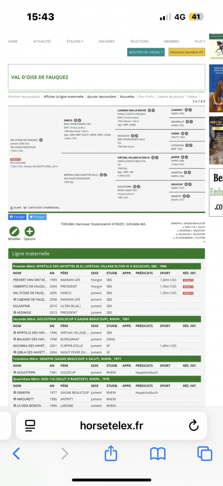 Jument de 6 ans pour poulinière 