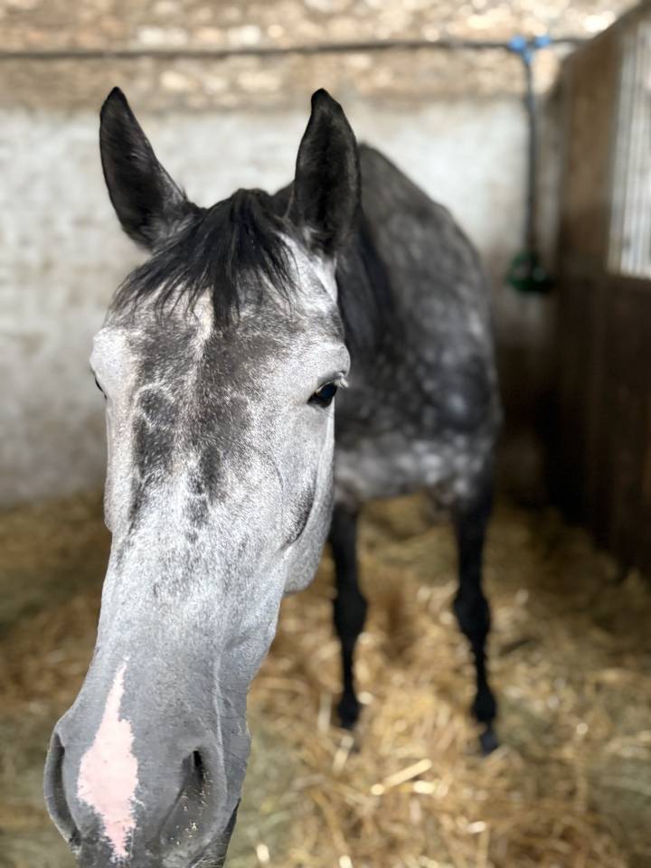 Jument de 6 ans pour poulinière 