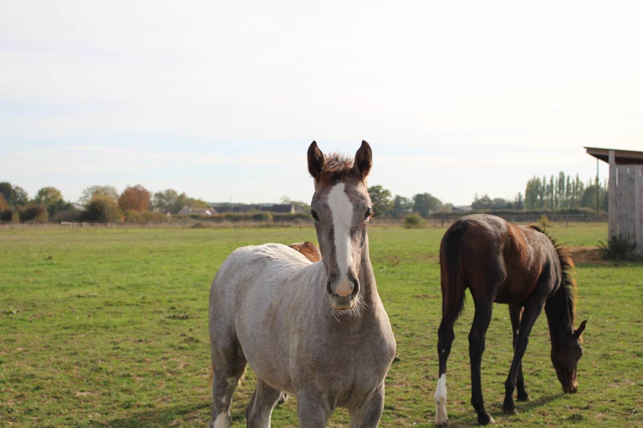 Magnifique pouliche SF 