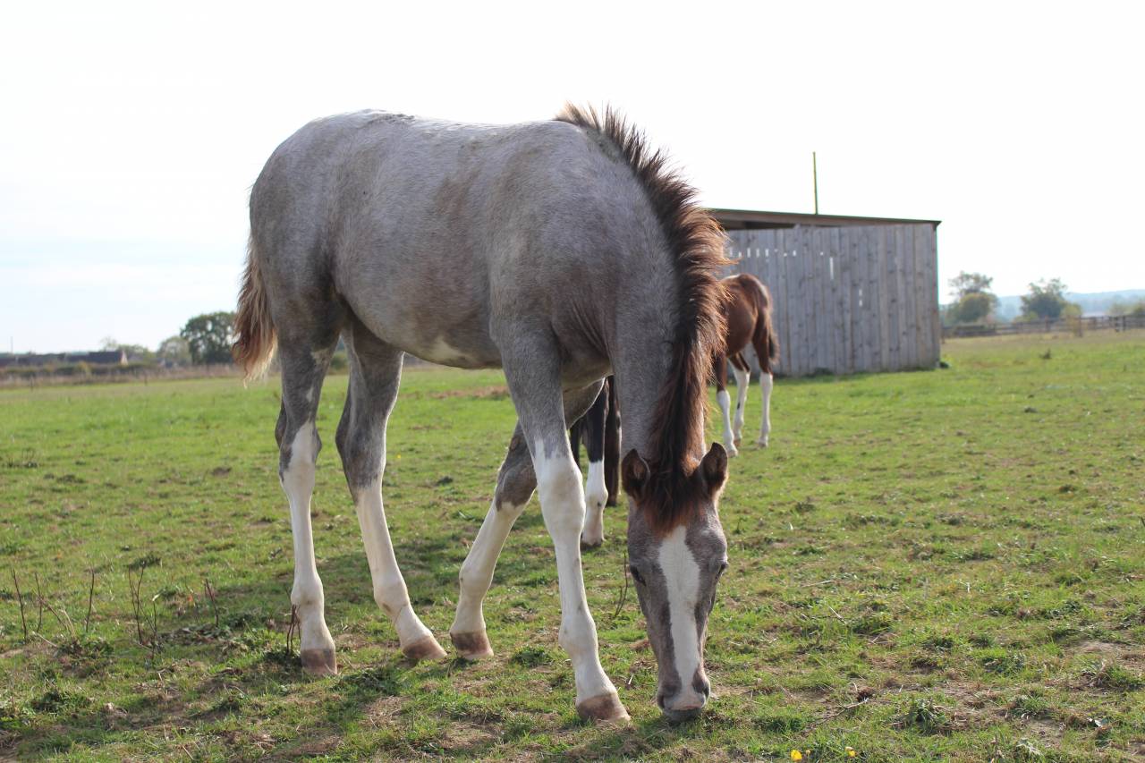 Magnifique pouliche SF 