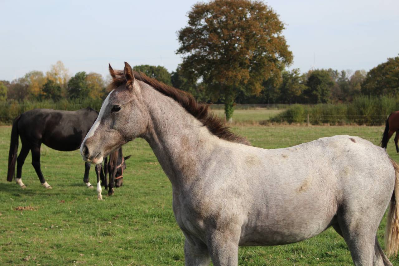 Magnifique pouliche SF 