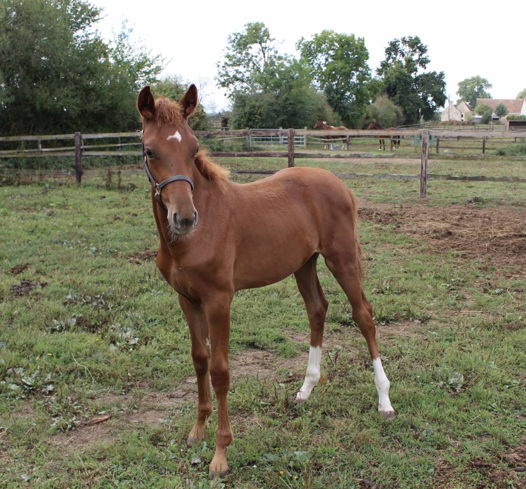 Pouliche de l’année dressage 