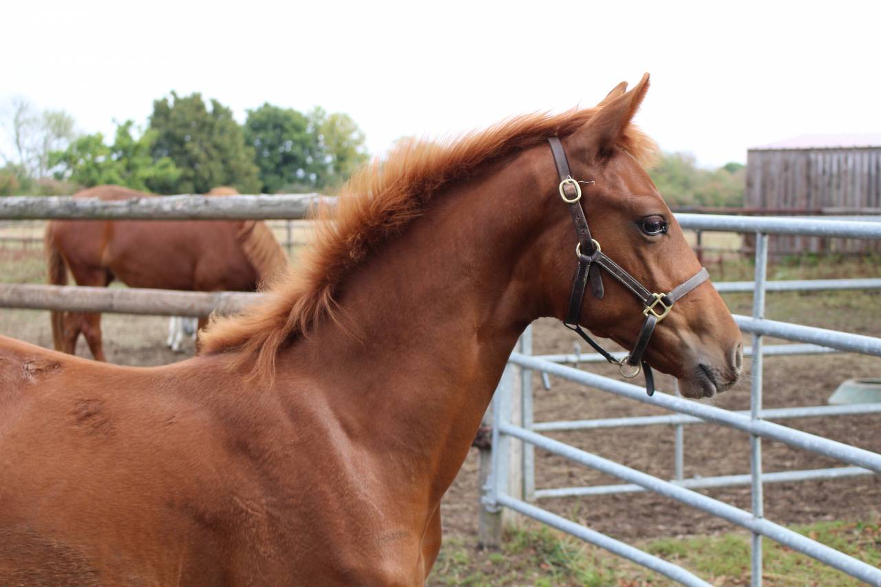 Pouliche de l’année dressage 