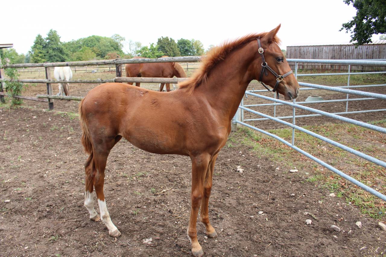 Pouliche de l’année dressage 