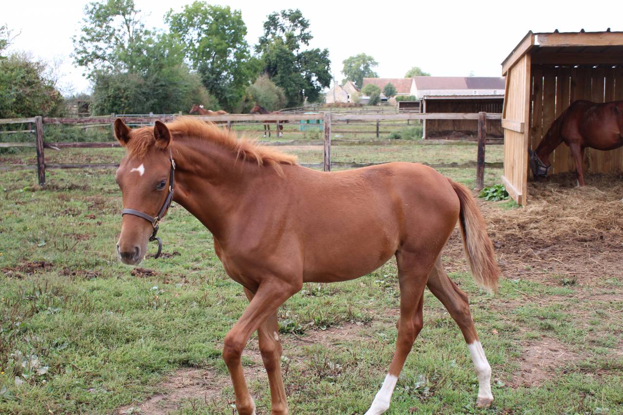 Pouliche de l’année dressage 