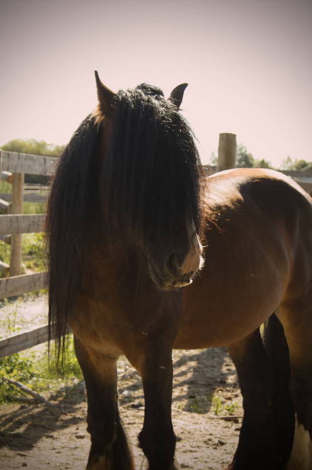 Demi pension Irish Cob 