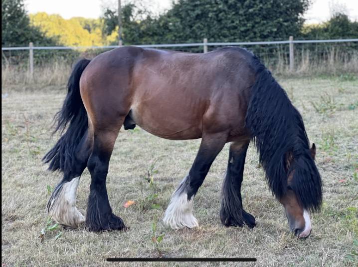 Demi pension Irish Cob 