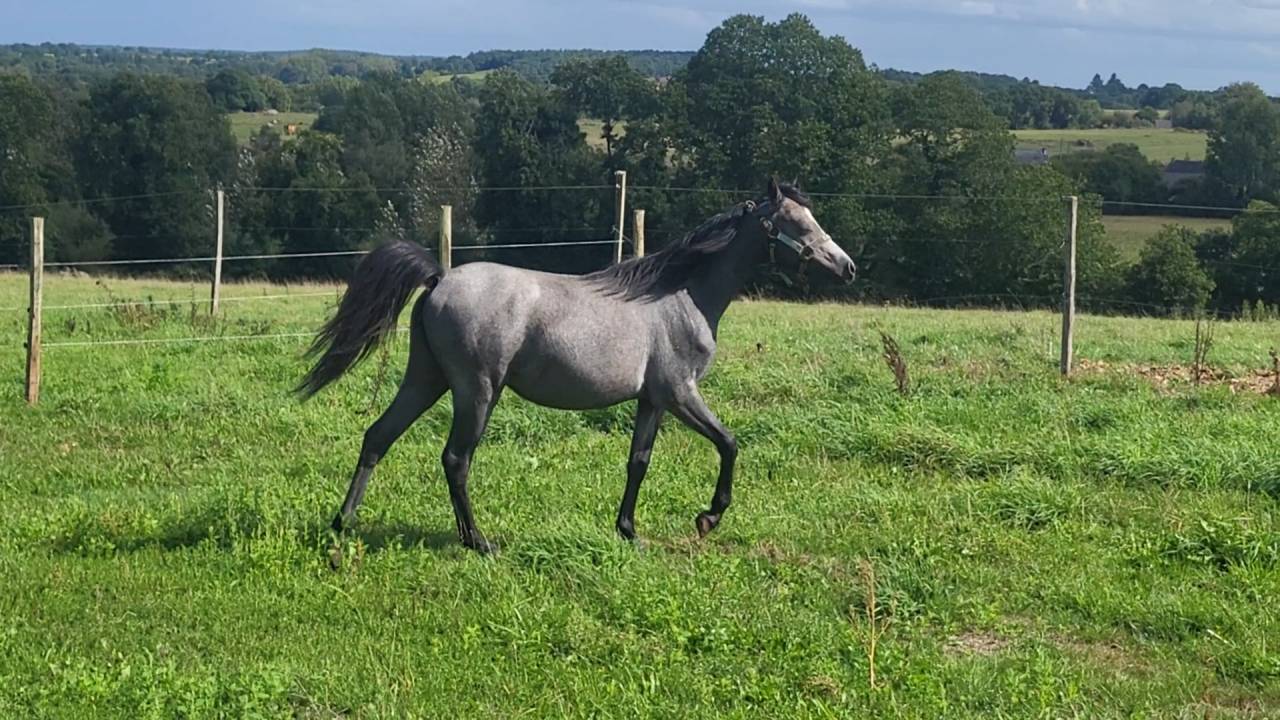 Pouliche Welsh Pony 1 an gris souris