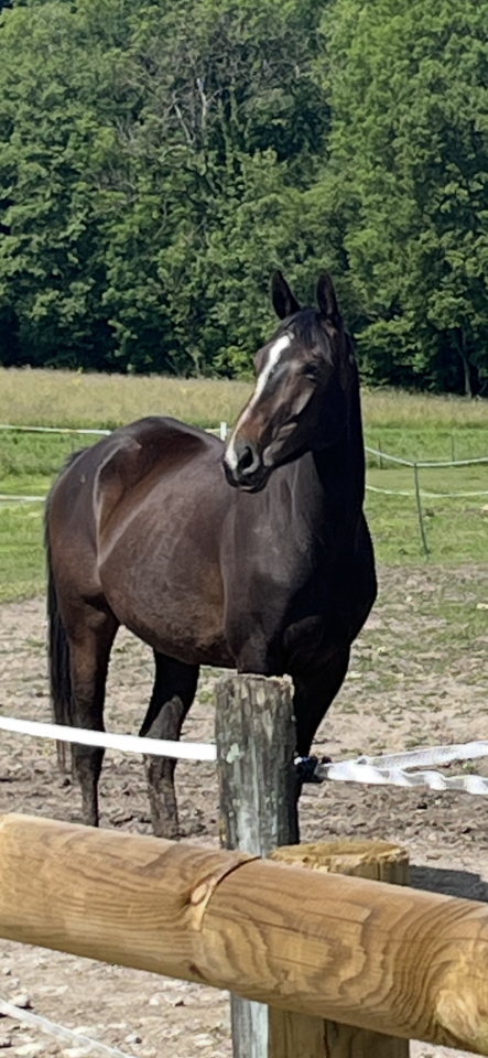 Poulinière de 4ans SF