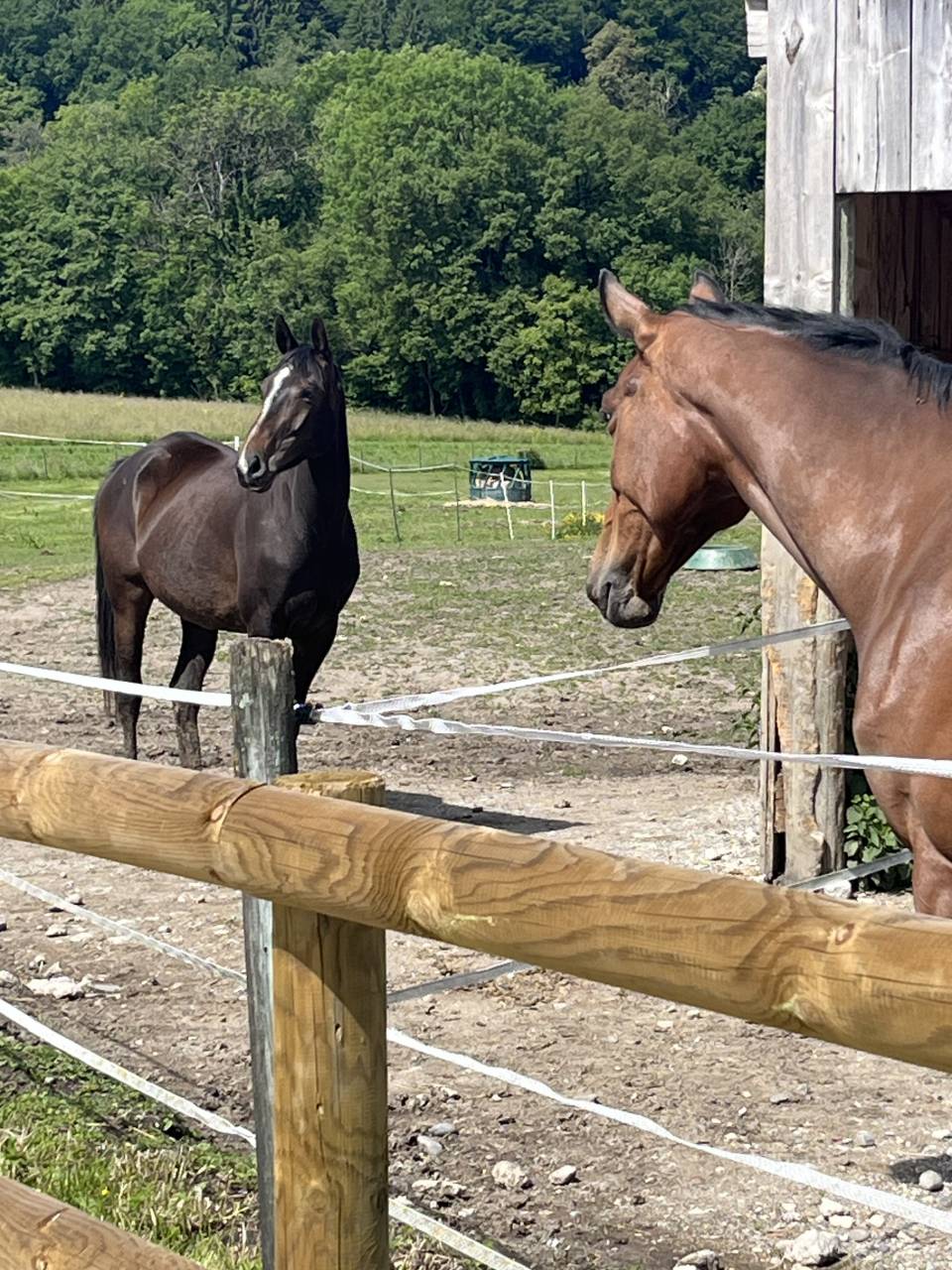 Poulinière de 4ans SF