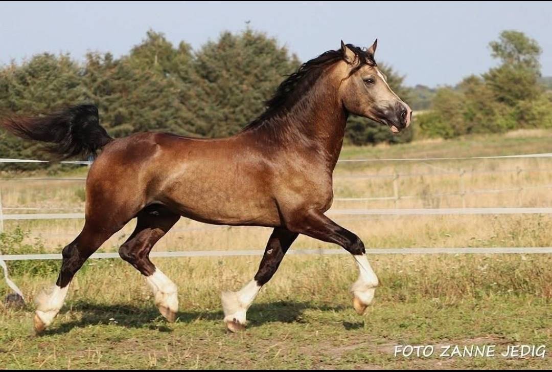 Pouliche 2024 gros potentiel ultra chic