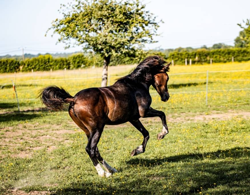 Pouliche 2024 gros potentiel ultra chic