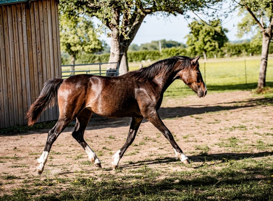 Pouliche 2024 gros potentiel ultra chic