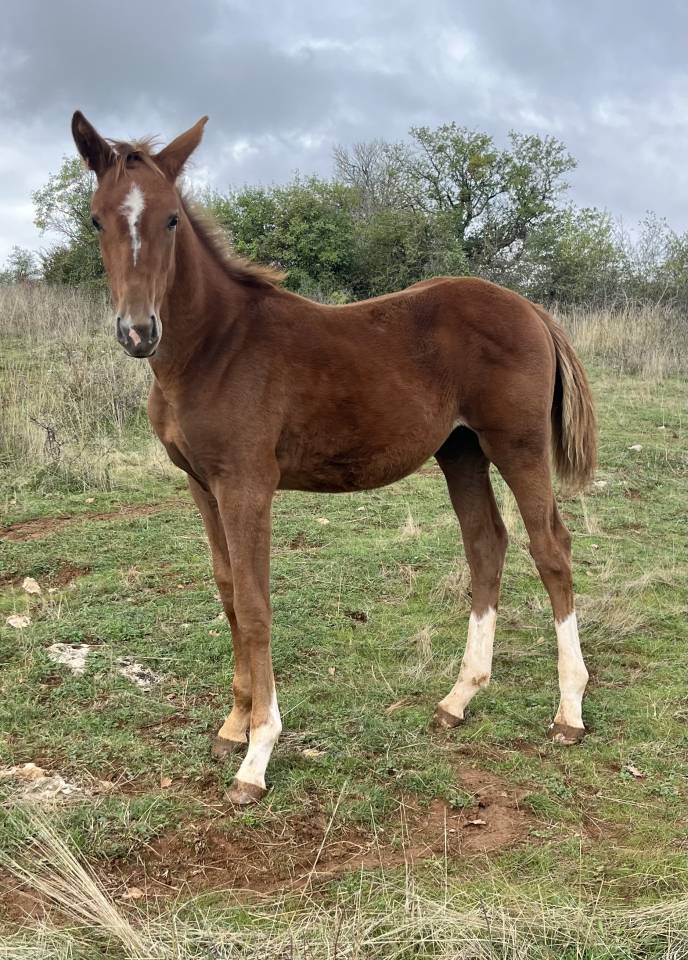 Très jolie pouliche sf par Itoki de Riverland x Mylord 