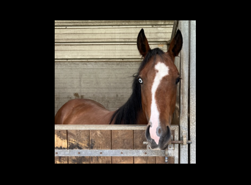 Jument Quarter Horse 5 ans PP, vive et généreuse