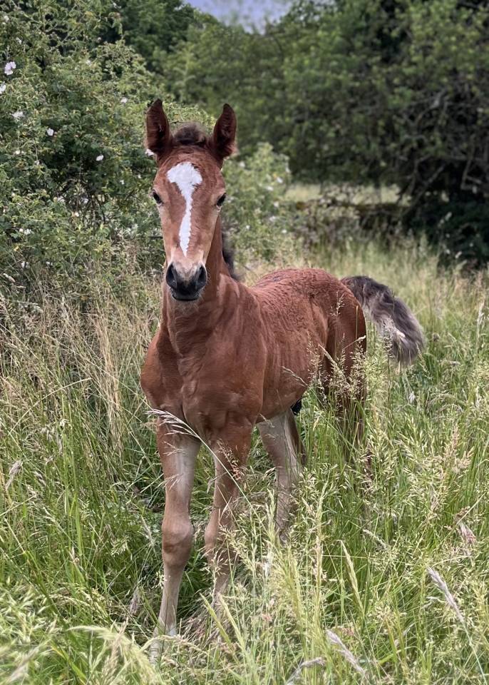 Chic foal sf 
