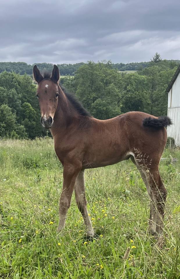 Chic pouliche sf par Joker d euskadi AV ou ECHANGE